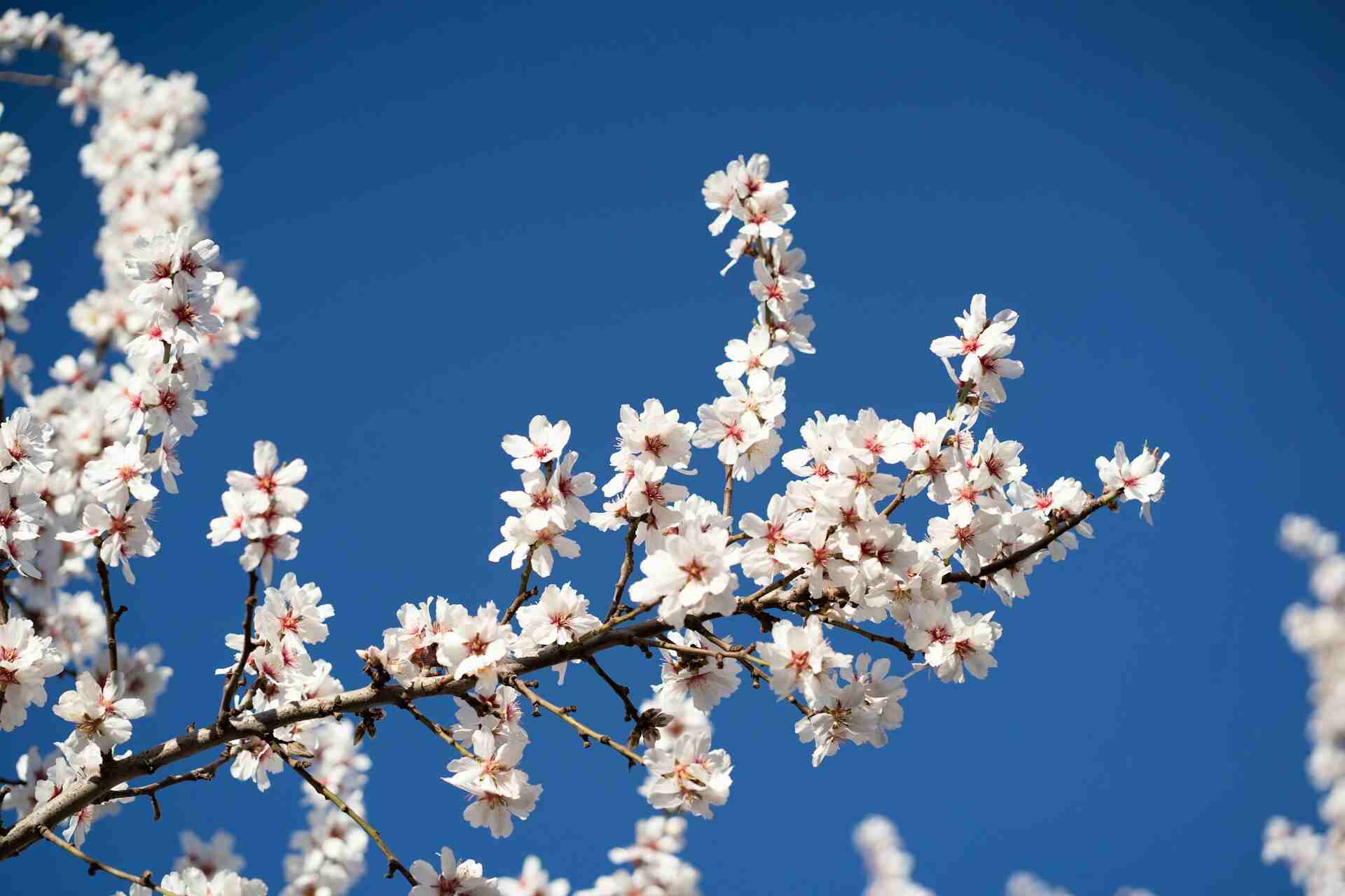 Branch of almond blossoms with delicate white petals and pink centers set against a clear blue sky