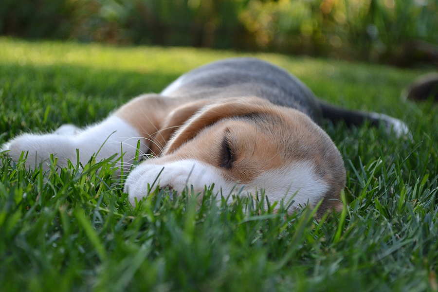 Featured image for “The Sweetness of Summer: A Time to Rest, Renew, Learn, and Grow”